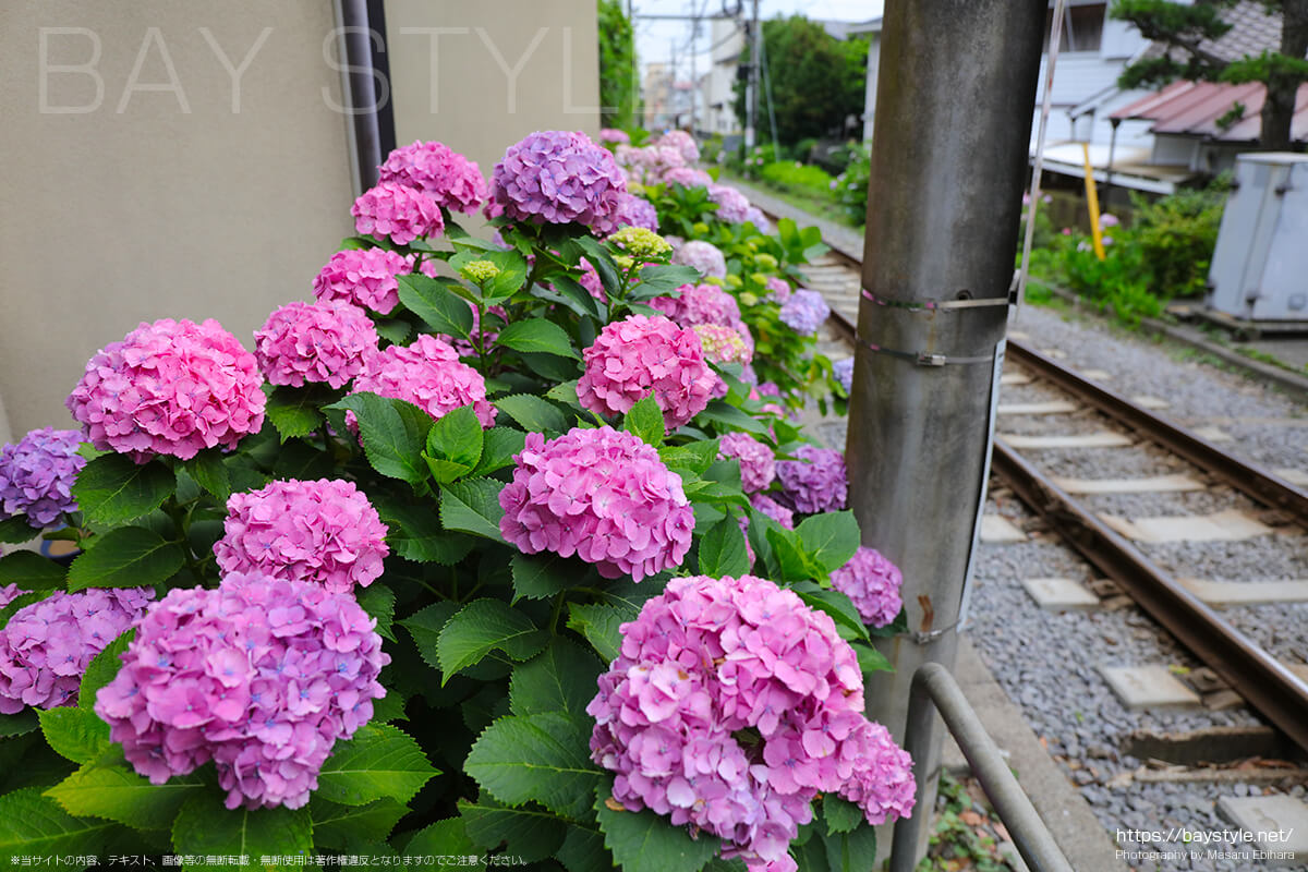 鎌倉方面の線路沿いに咲くあじさい