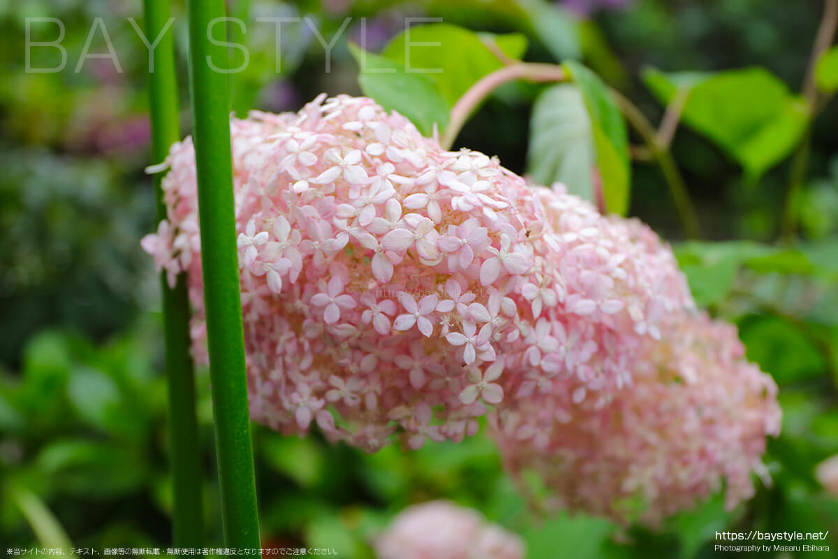 江ノ島方面の線路沿いに咲くピンク色のとても綺麗な花